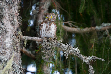 Dwerguil, Eurasian Pygmy Owl, Glaucidium passerinum