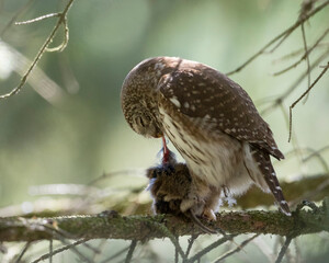 Dwerguil, Eurasian Pygmy Owl, Glaucidium passerinum