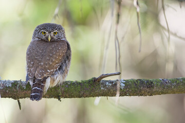 Dwerguil, Eurasian Pygmy Owl, Glaucidium passerinum