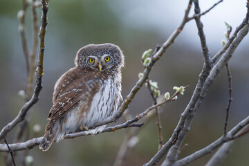 Dwerguil, Eurasian Pygmy Owl, Glaucidium passerinum