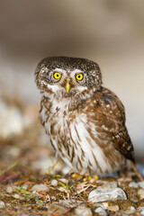 Dwerguil, Eurasian Pygmy Owl, Glaucidium passerinum