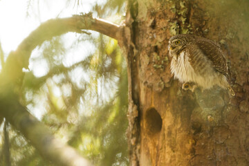 Dwerguil, Eurasian Pygmy Owl, Glaucidium passerinum