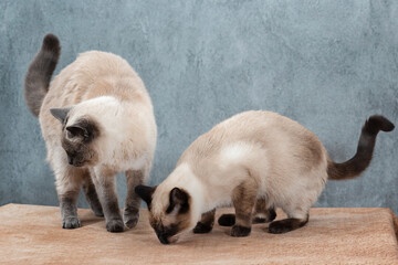 Two young Thai cats on the table on a gray background