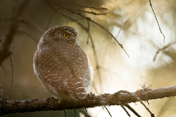 Dwerguil, Eurasian Pygmy Owl, Glaucidium passerinum