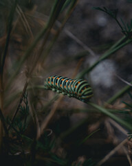 Green and orange spotty caterpillar on a plant 