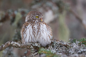 Dwerguil, Eurasian Pygmy Owl, Glaucidium passerinum
