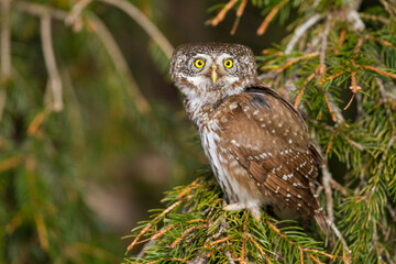 Dwerguil, Eurasian Pygmy Owl, Glaucidium passerinum