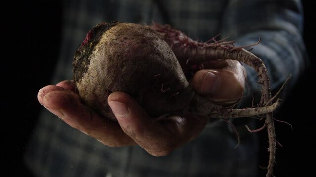 Freshly harvested beetroots in the hands of the farmer in slow motion