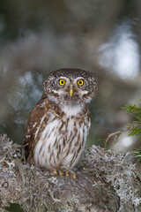 Dwerguil, Eurasian Pygmy Owl, Glaucidium passerinum