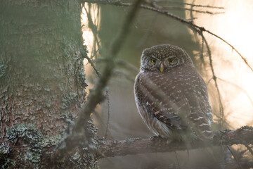 Dwerguil, Eurasian Pygmy Owl, Glaucidium passerinum