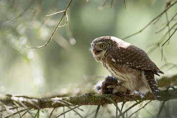 Dwerguil, Eurasian Pygmy Owl, Glaucidium passerinum
