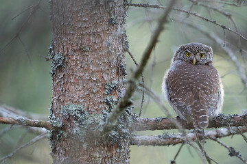 Dwerguil, Eurasian Pygmy Owl, Glaucidium passerinum