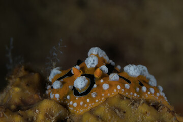 Colorful nudibranch seaslug on coral reef