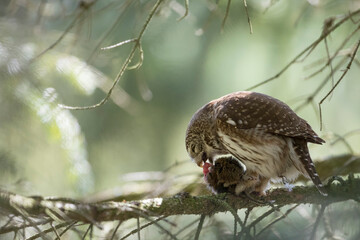 Dwerguil, Eurasian Pygmy Owl, Glaucidium passerinum