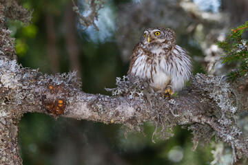 Dwerguil, Eurasian Pygmy Owl, Glaucidium passerinum