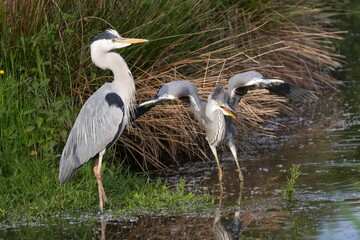 Graureiher im Wasser 26