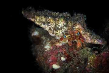 Fototapeta na wymiar Colorful crab on coral reef in Malaysia