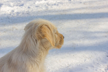 dog in snow