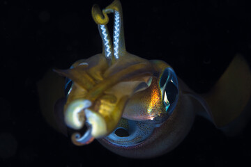 Close up detail of reef squid - Sepioteuthis sepioidea