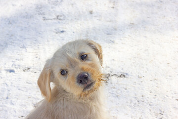 golden retriever puppy