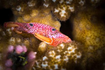 Colorful crab hiding inside of hard coral