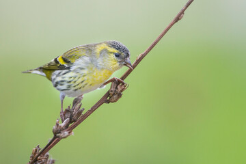 Sijs, Eurasian Siskin, Carduelis spinus