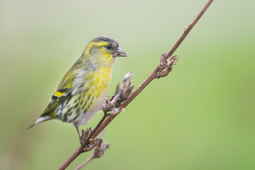 Sijs, Eurasian Siskin, Carduelis spinus