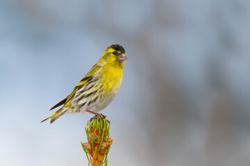 Sijs, Eurasian Siskin, Carduelis spinus