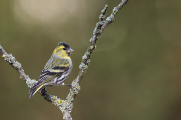Sijs, Eurasian Siskin, Carduelis spinus