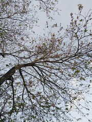 Vista debajo de un árbol con el cielo azul  