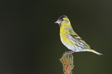 Sijs, Eurasian Siskin, Carduelis spinus