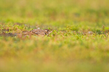 Veldleeuwerik, Eurasian Skylark, Alauda arvensis