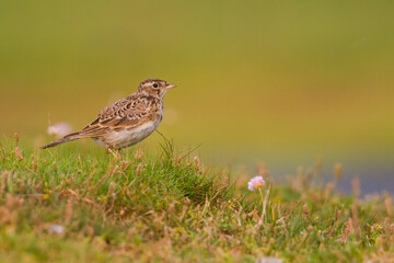 Veldleeuwerik, Eurasian Skylark, Alauda arvensis