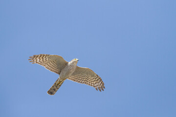 Sperwer, Eurasian Sparrowhawk, Accipiter nisus