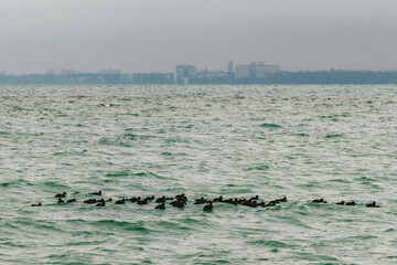 Lake Balaton in January mood