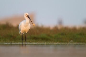 Lepelaar, Eurasian Spoonbill, Platalea leucorodia