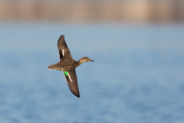 Wintertaling, Eurasian Teal, Anas crecca