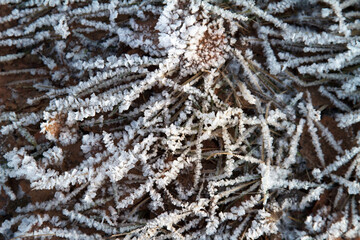 Grass in ice crystals and frost. Winter background. Copy Space