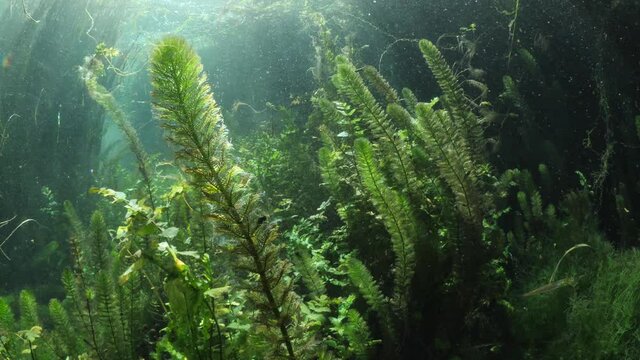 freshwater underwater scenery with green grass and vegetation river plant habitat scenery of water spring source