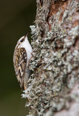 Taigaboomkruiper, Eurasian Treecreeper, Certhia familiaris