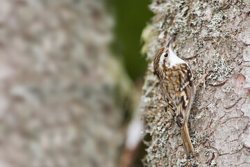 Taigaboomkruiper, Eurasian Treecreeper, Certhia familiaris