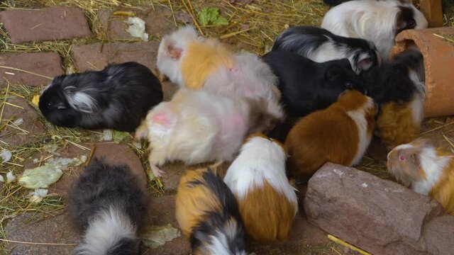 Close up of a group of guinea pigs sitting around in a backyard