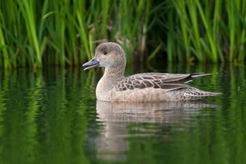 Eurasian Wigeon, Smient, Mareca penelope