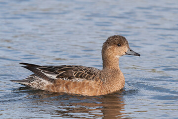 Eurasian Wigeon, Smient, Mareca penelope