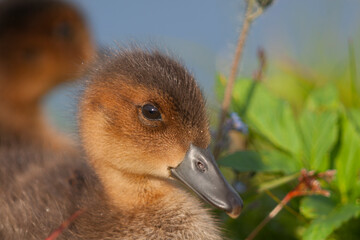 Eurasian Wigeon, Smient, Mareca penelope