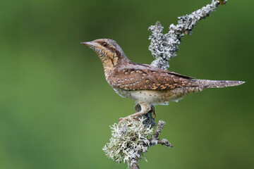 Draaihals, Eurasian Wryneck, Jynx torquilla
