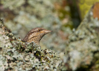 Draaihals, Eurasian Wryneck, Jynx torquilla