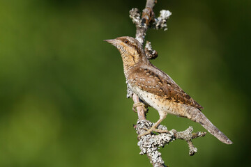 Draaihals, Eurasian Wryneck, Jynx torquilla