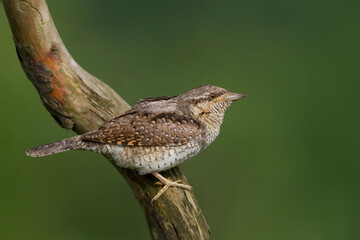 Draaihals, Eurasian Wryneck, Jynx torquilla