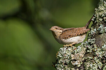 Draaihals, Eurasian Wryneck, Jynx torquilla